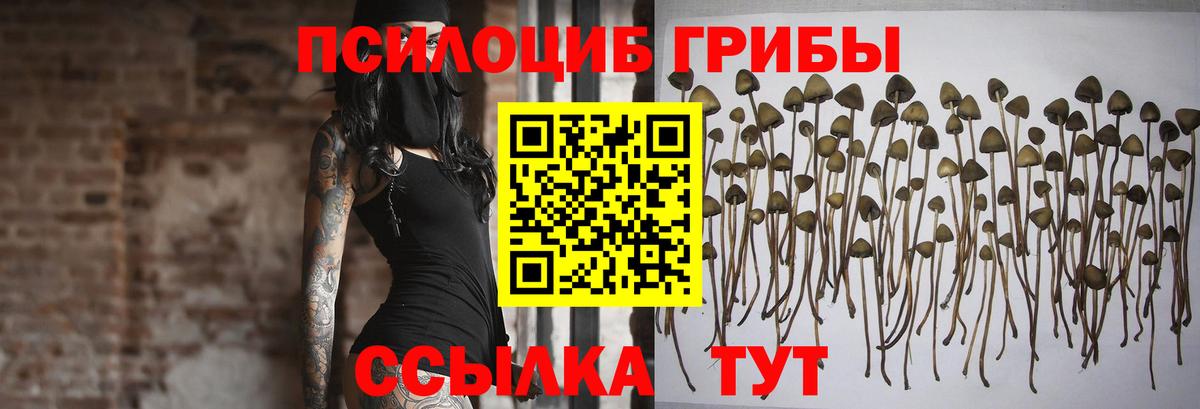 хочу   Псилоцибиновые грибы прущие грибы  Вход с VPN  Можайск 